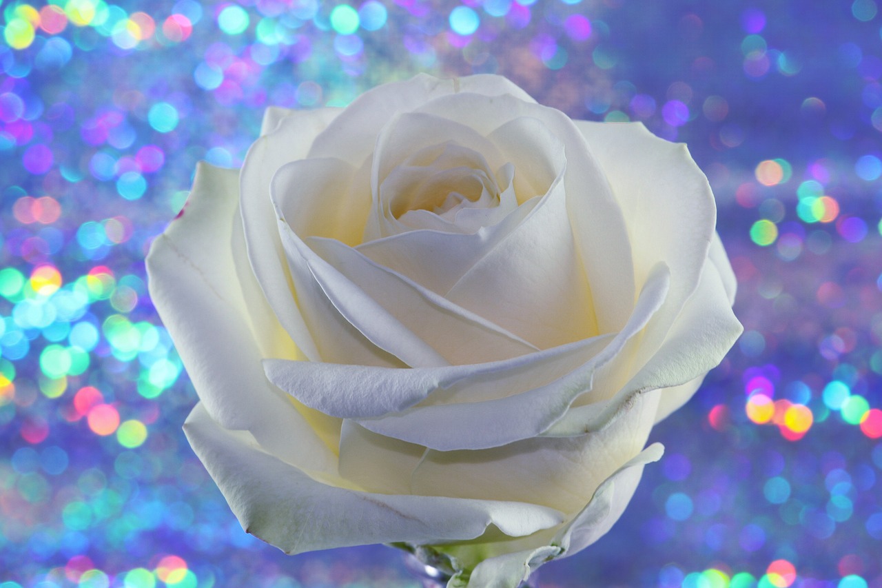 a close up of a white rose in a vase, romanticism, glossy flecks of iridescence, high quality product image”