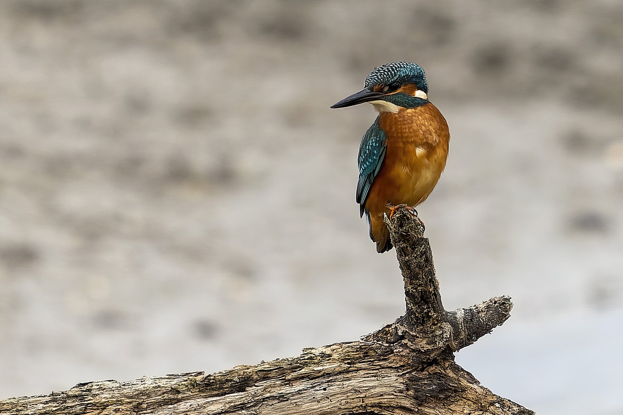 a small bird sitting on top of a tree branch, a picture, by Matija Jama, trending on pixabay, renaissance, orange and teal color, sitting on a log, on stilts, rivers