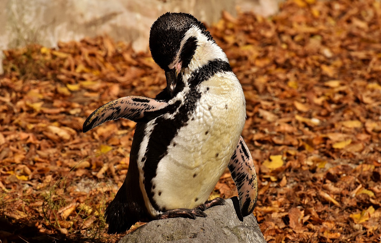 a penguin standing on top of a rock, baroque, warm friendly expression, chilling on a leaf, in a fighting pose, chilean