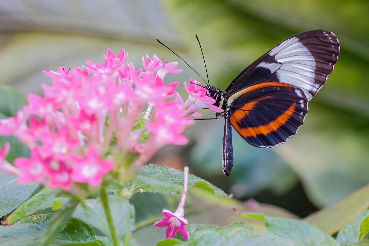 a close up of a butterfly on a flower, by Dave Melvin, shutterstock, romanticism, bright colors ultrawide lens, botanic garden, pink and orange, black butterflies