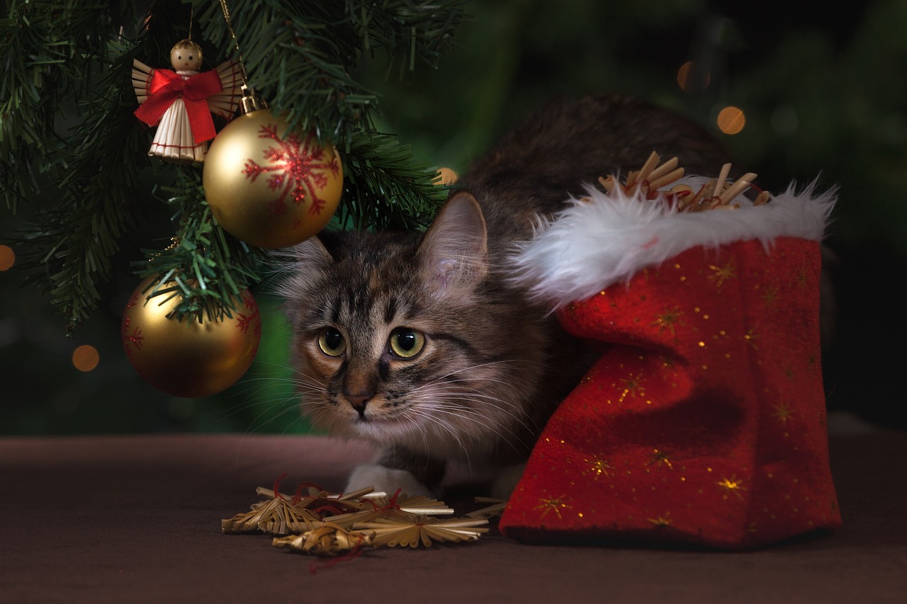 a cat that is sitting under a christmas tree, a picture, by Maksimilijan Vanka, shutterstock, photorealism, golden ornaments, hiding behind obstacles, closeup portrait shot, wearing in stocking