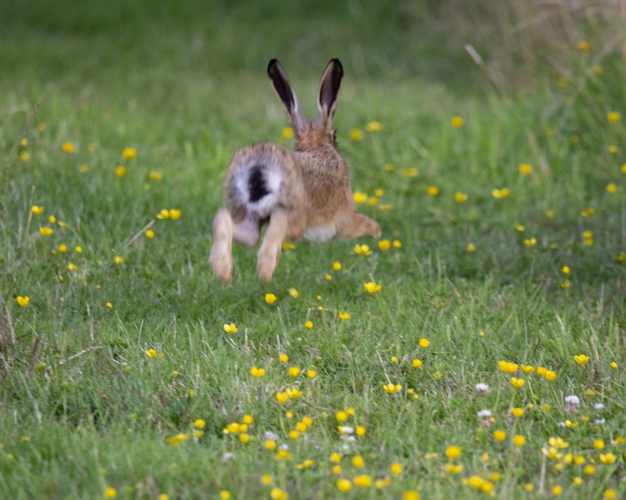 a rabbit that is running in the grass, a picture, by Robert Brackman, happening, rear-shot, flowers around, take off, marcus whinney