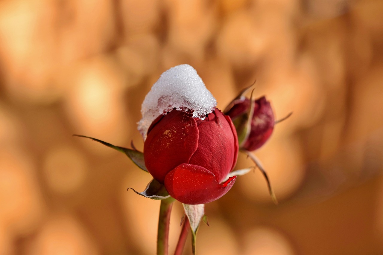 a close up of a flower with snow on it, romanticism, red roses at the top, beautiful flower, autumn season, flower buds