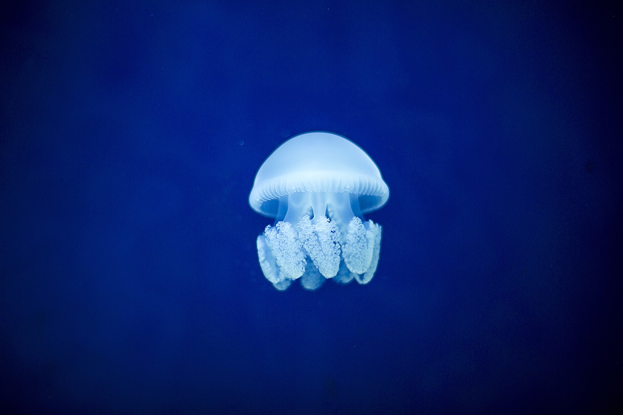 a jellyfish that is floating in the water, blue backdrop, endangered, shot on nikon d 3 2 0 0, blue white colors