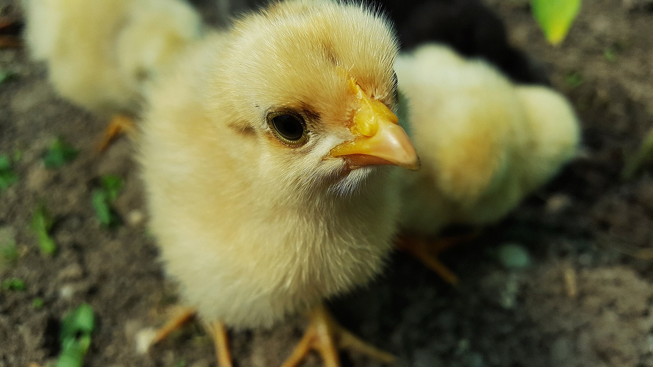 a close up of a small chicken on the ground, by Jan Rustem, unsplash, soft pale golden skin, high contrast!, cute face, seen from below
