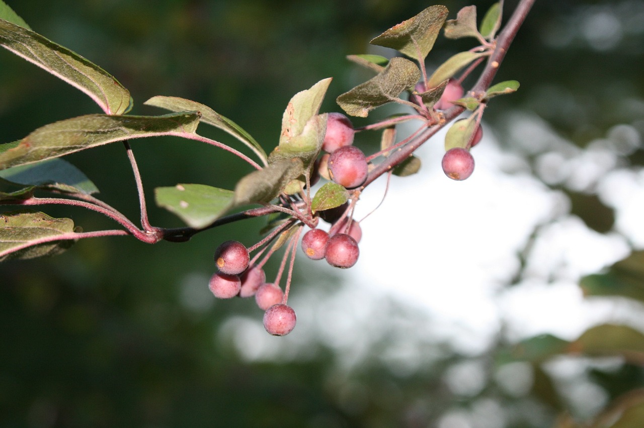 a close up of a branch of a tree with berries, by Robert Brackman, flickr, hurufiyya, honeysuckle, pink, ?black apples, scientific photo