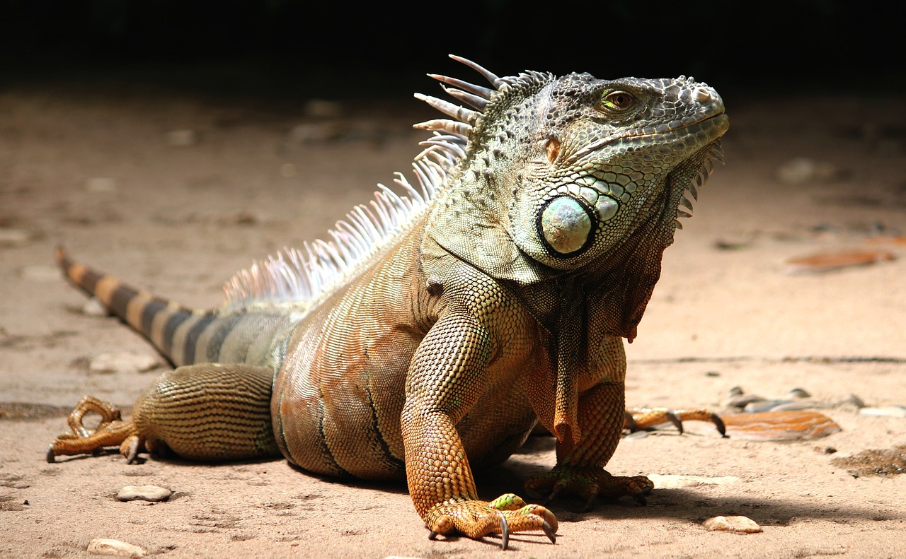 a large lizard sitting on top of a sandy ground, pixabay contest winner, spikes on the body, with a white muzzle, jamaican, sfw version