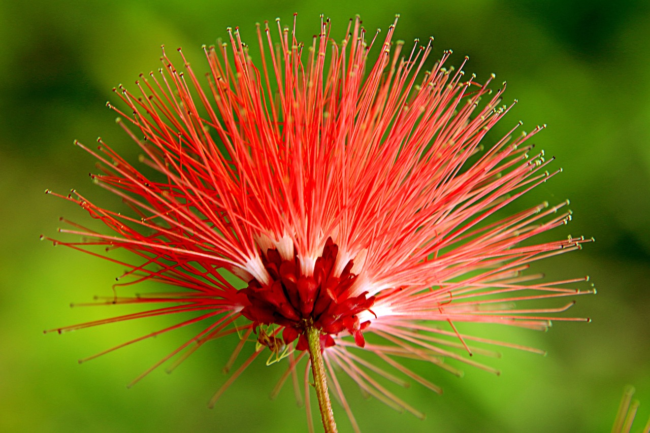 a close up of a flower with a blurry background, by Robert Brackman, flickr, hurufiyya, red afro dreadlocks on fire, kiwi, tufty whiskers, the photo shows a large