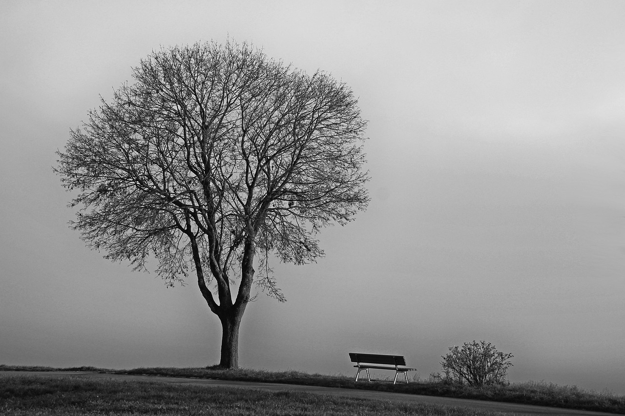 a black and white photo of a tree and a bench, by Hans Schwarz, pexels, layered fog, tree; on the tennis coat, shot on nikon d 3 2 0 0, lonely family