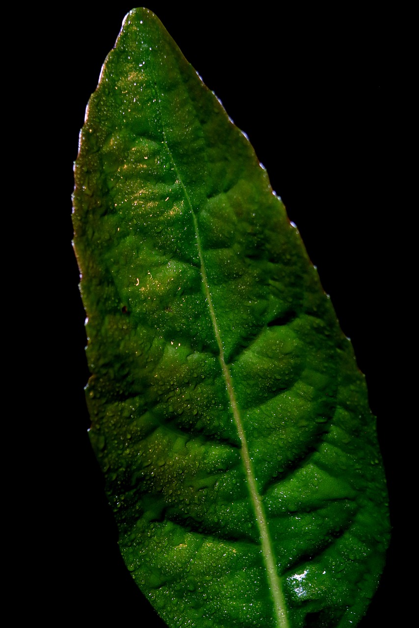 a close up of a green leaf on a black background, by Jan Rustem, hurufiyya, in salvia divinorum, covered with tar. dslr, dramatic lighting; 4k 8k, bangalore