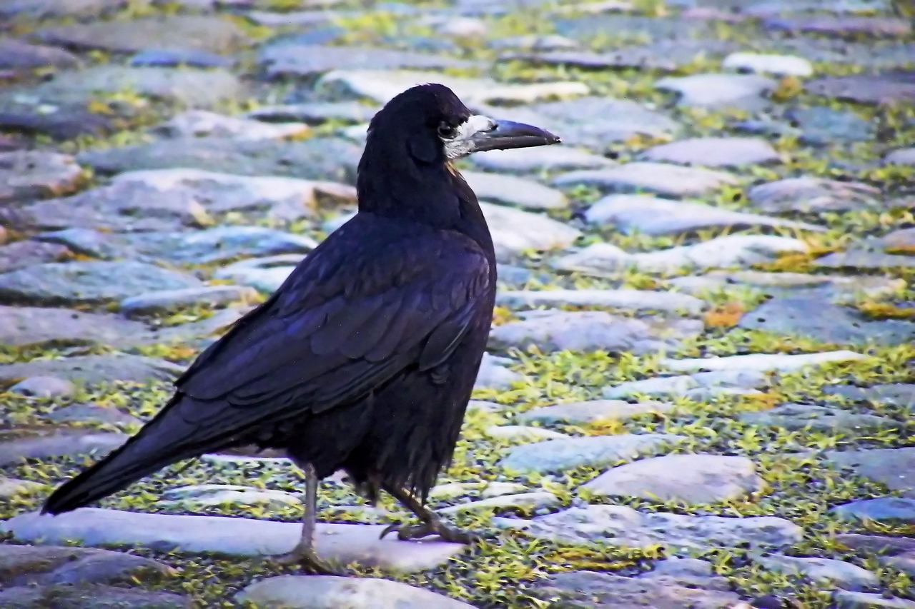 a black bird is standing on some rocks, inspired by Gonzalo Endara Crow, renaissance, full length photo, 2 0 2 2 photo