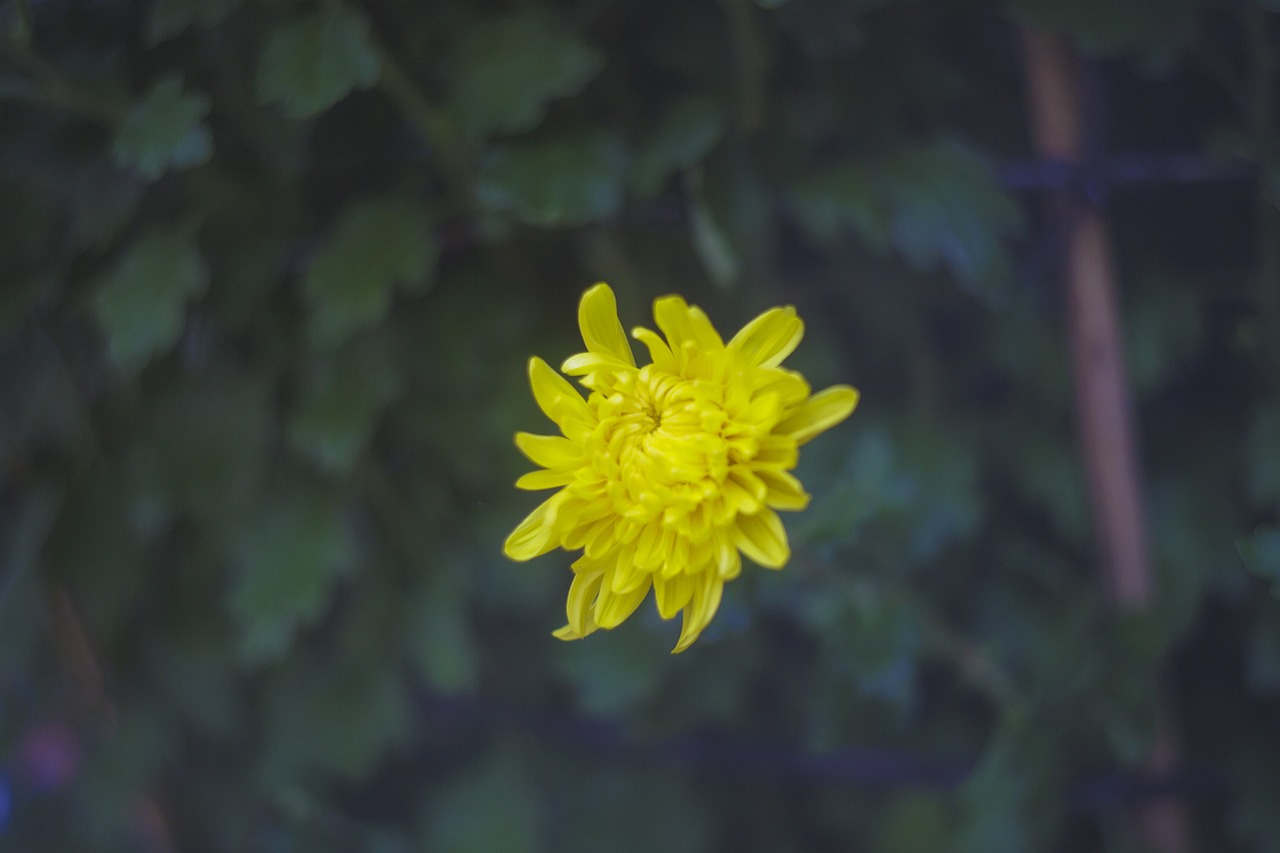 a yellow flower sitting on top of a lush green field, a macro photograph, floating away, chrysanthemum eos-1d, very accurate photo, shot from 5 0 feet distance