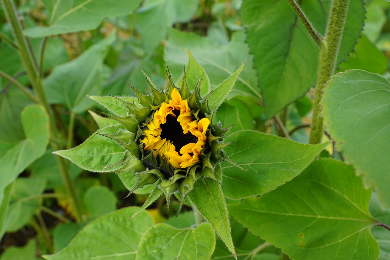 a sunflower is growing in the large open field