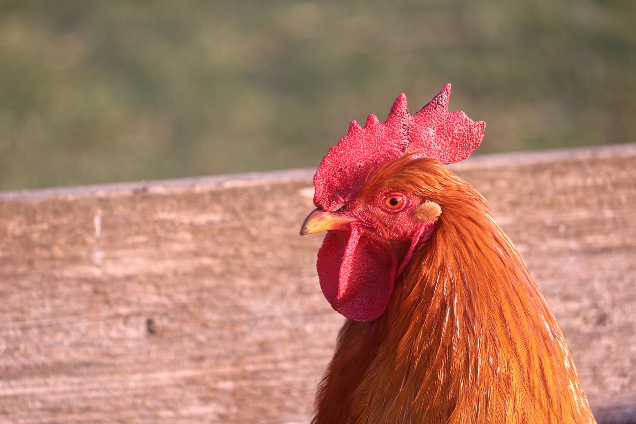 a close up of a rooster's head on a wooden fence, shutterstock, taken with a pentax1000, portrait of a handsome, golden, bad photo