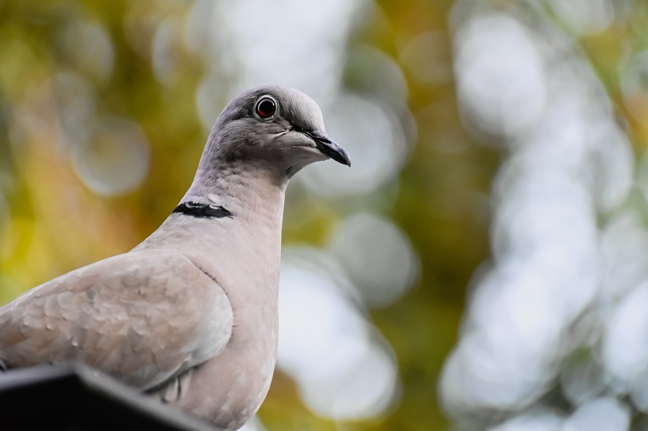 a close up of a bird on a roof, a portrait, by Jan Rustem, shutterstock, pale head, view from the bottom, 4 5 mm bokeh, dove