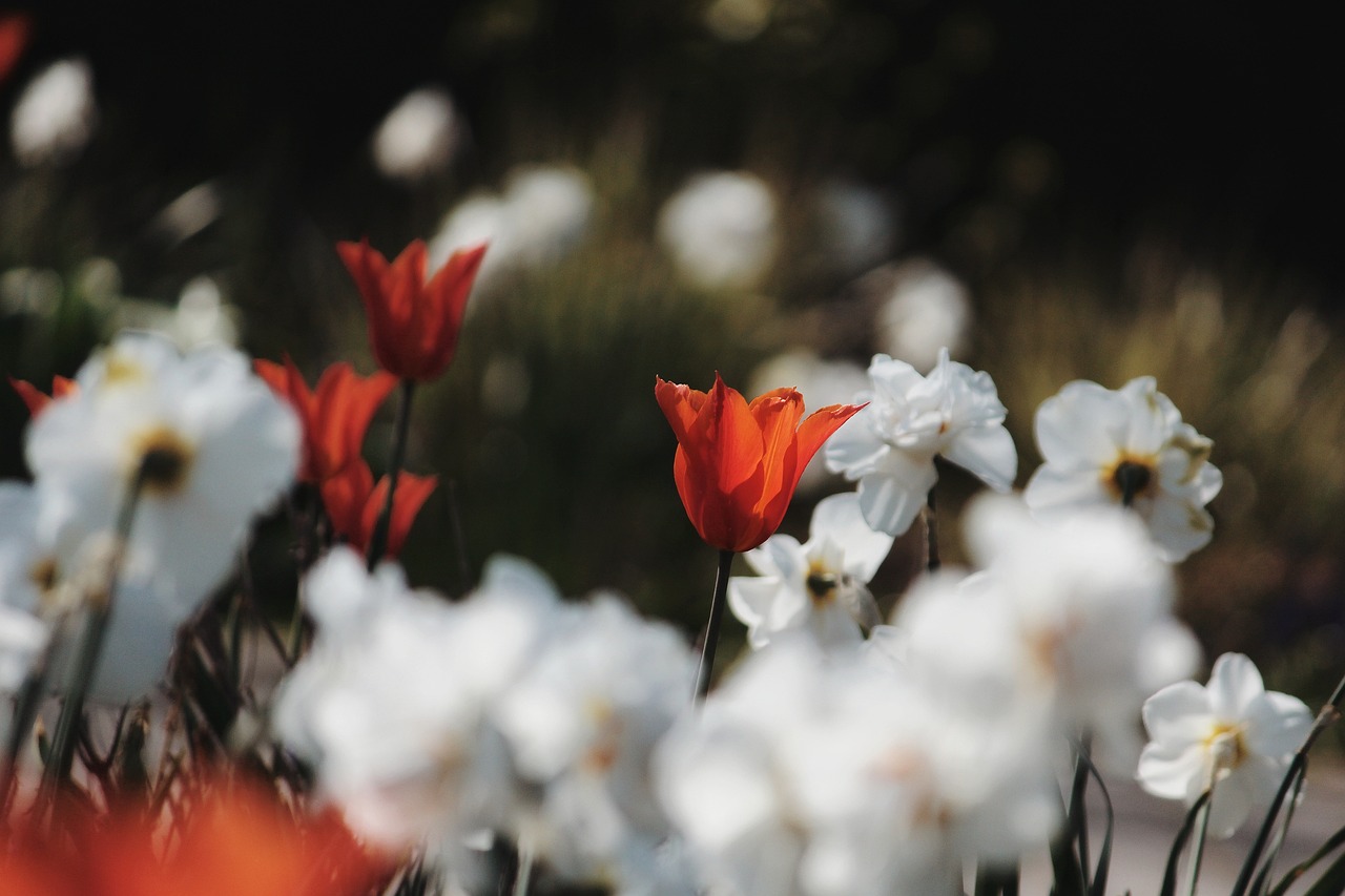 a field of white and red flowers on a sunny day, by Thomas Häfner, unsplash, romanticism, dark orange black white red, lilies and daffodils, elegant composition, benjamin vnuk