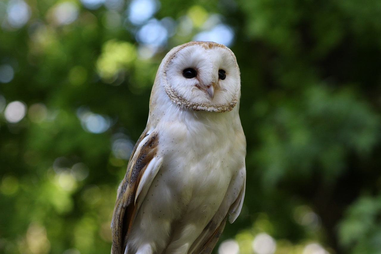 a barn owl sitting on top of a wooden post, a portrait, by Dave Allsop, pixabay, renaissance, perched in a tree, pale white face, shaded, 8k 50mm iso 10