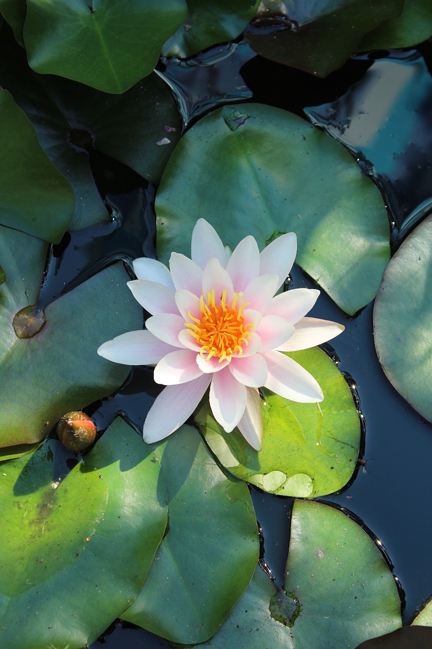 a white flower sitting on top of a green leaf covered pond, a picture, by Jan Rustem, pexels, hurufiyya, light pink tonalities, lily pad, top view, very high bloom ammount