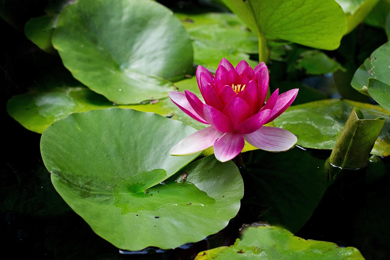 a pink flower sitting on top of green leaves, hurufiyya, lily pad, beautiful flower, red and magenta flowers, medium closeup