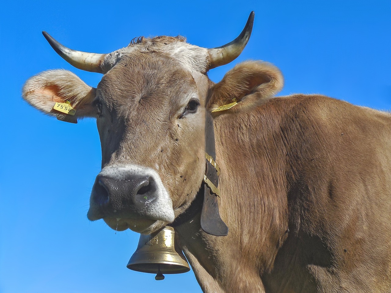 a close up of a cow with a bell in its mouth, a picture, pexels, renaissance, blue sky, brass and steam technology, very sharp photo, flash photo