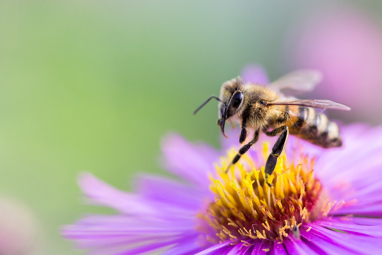 a bee sitting on top of a purple flower, a macro photograph, shutterstock, very shallow depth of field, ari aster, detaild, header