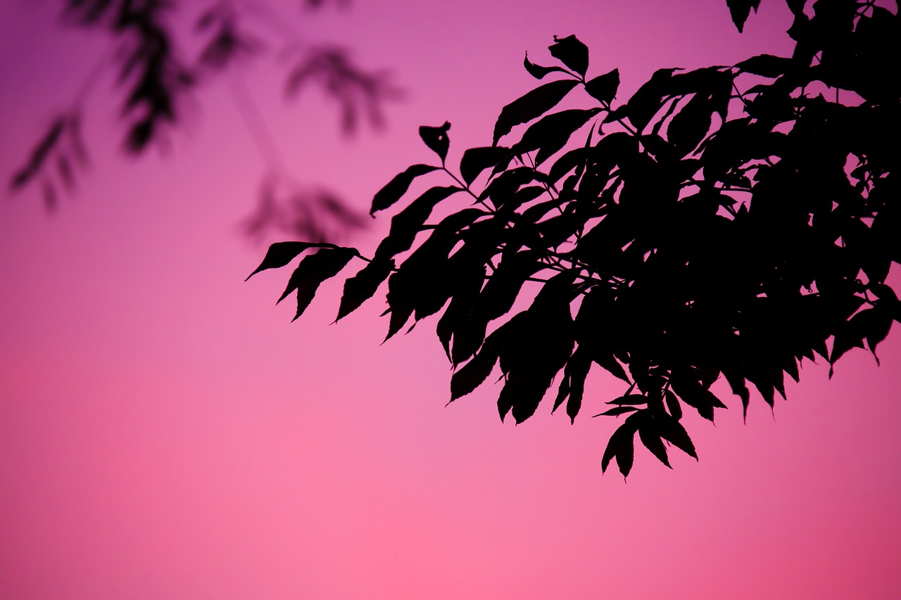 a bird sitting on top of a tree branch, by Andrew Domachowski, flickr, romanticism, pink sunset, second colours - purple, leafs, silhouette :7