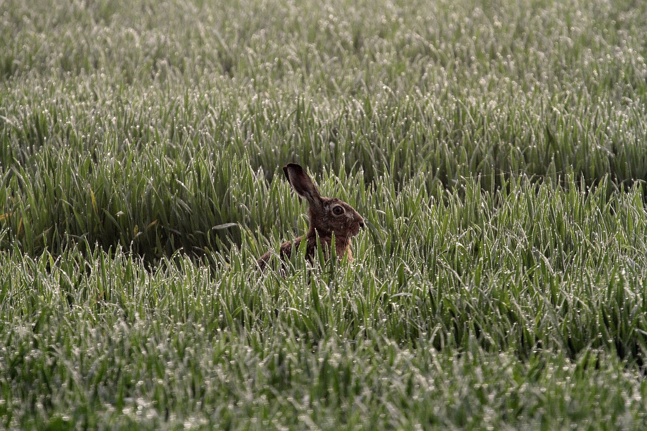a rabbit sitting in a field of tall grass, a picture, by Hans Schwarz, shot on leica sl2, crop circles, spring early morning, camouflage
