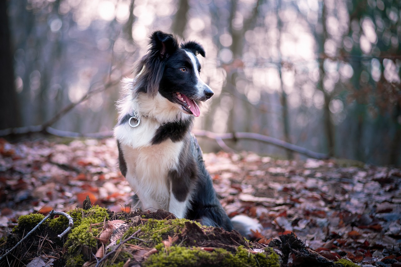a black and white dog sitting in the woods, a portrait, bauhaus, autum, border collie, february), warm light