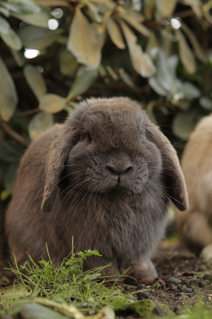 two rabbits sitting next to each other in the grass, a picture, by Edward Corbett, shutterstock, lop eared, amongst foliage, an afghan male type, close up portrait photo