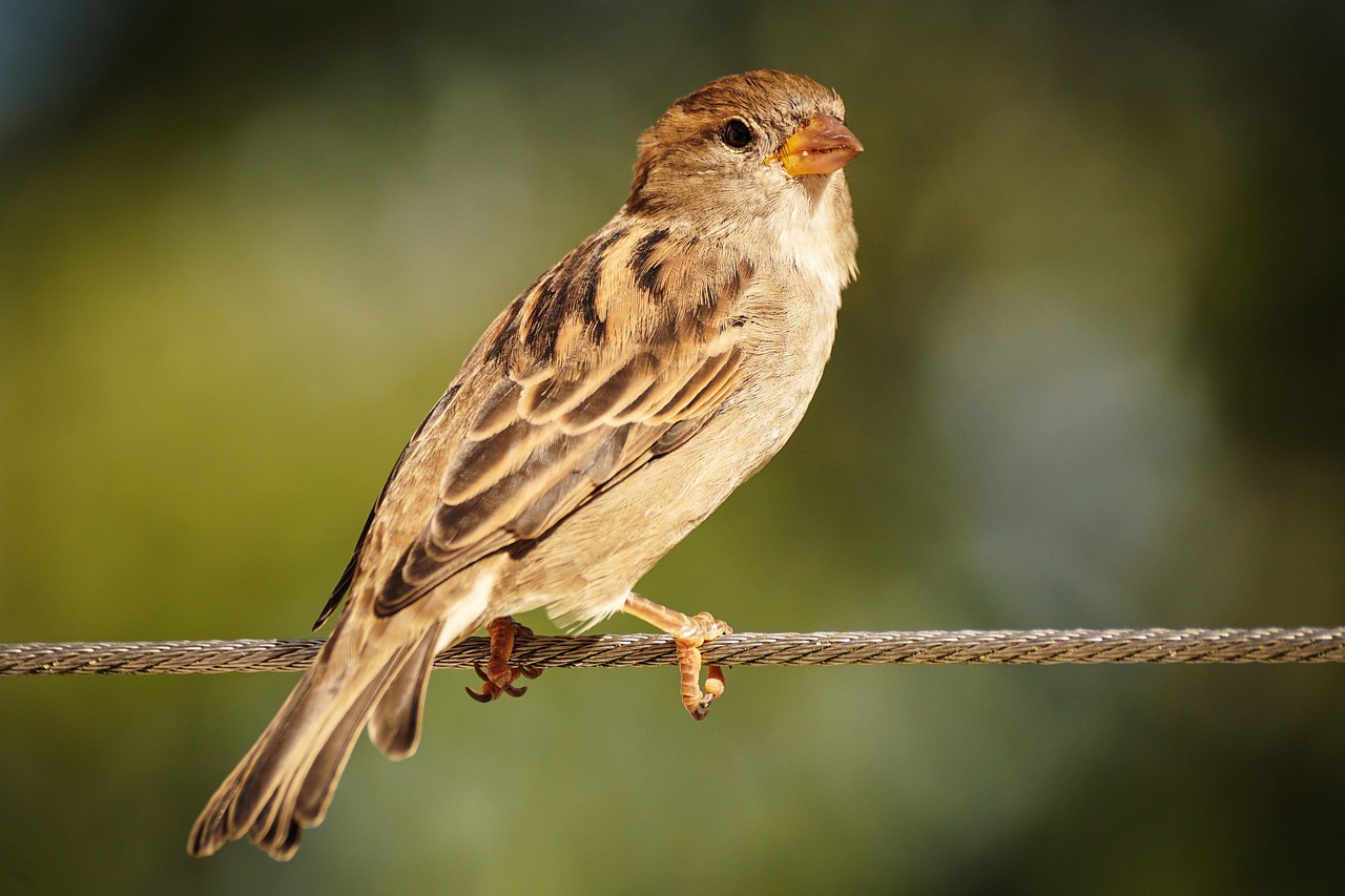 a small bird sitting on top of a wire, a portrait, arabesque, highly detailed soft lighting, hyperrealistic sparrows, portait photo, istock