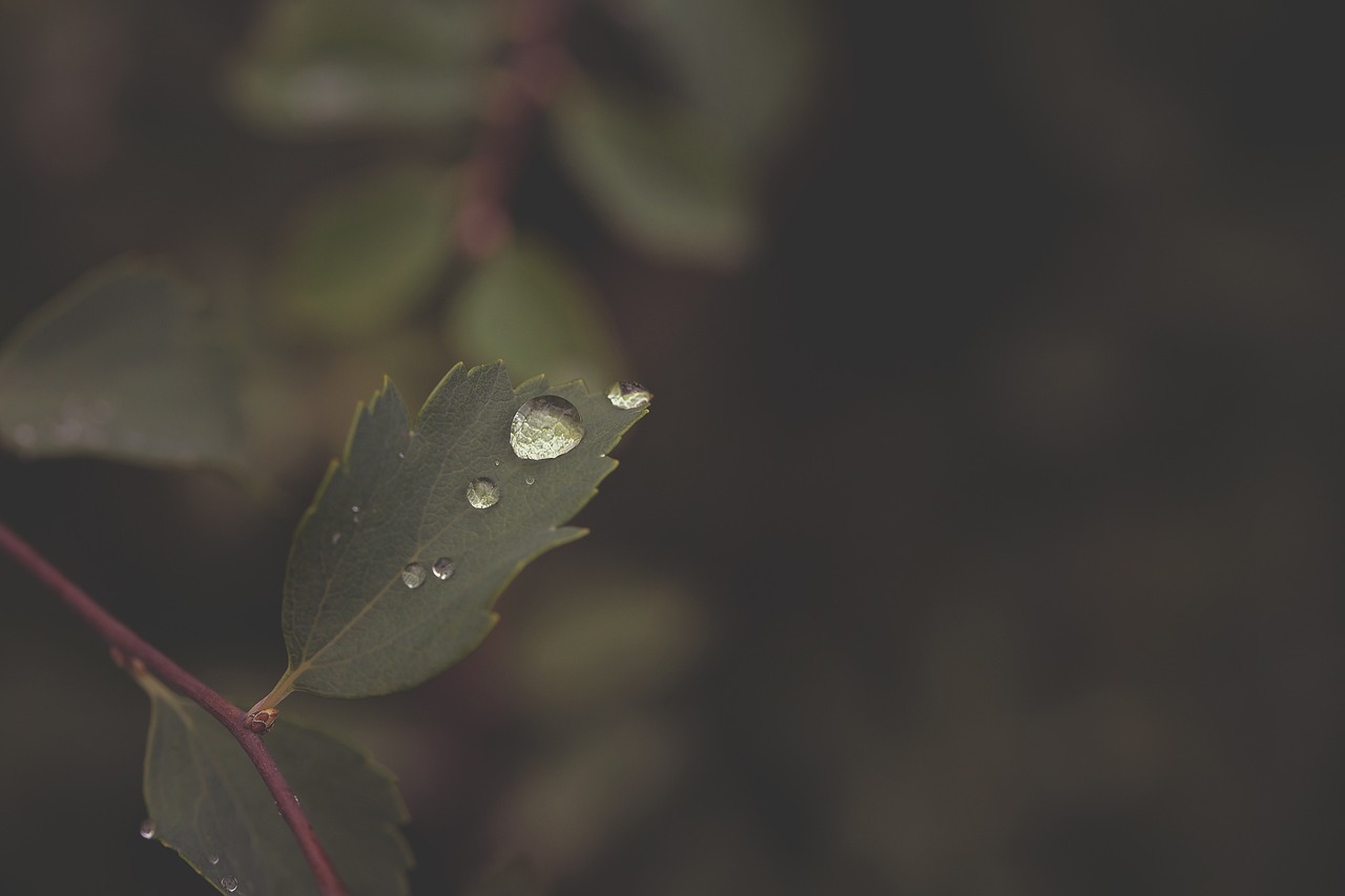 a close up of a leaf with water droplets on it, inspired by Elsa Bleda, minimalism, paul barson, mid shot photo, after rain and no girls, amidst of nature fully covered