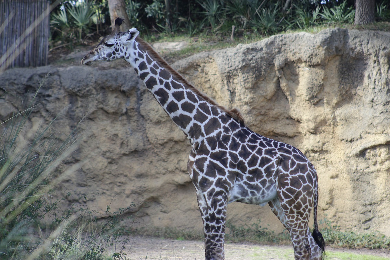 a giraffe standing in front of a rock wall, a photo, sumatraism, above side view, animal kingdom, sunday, tall thin build