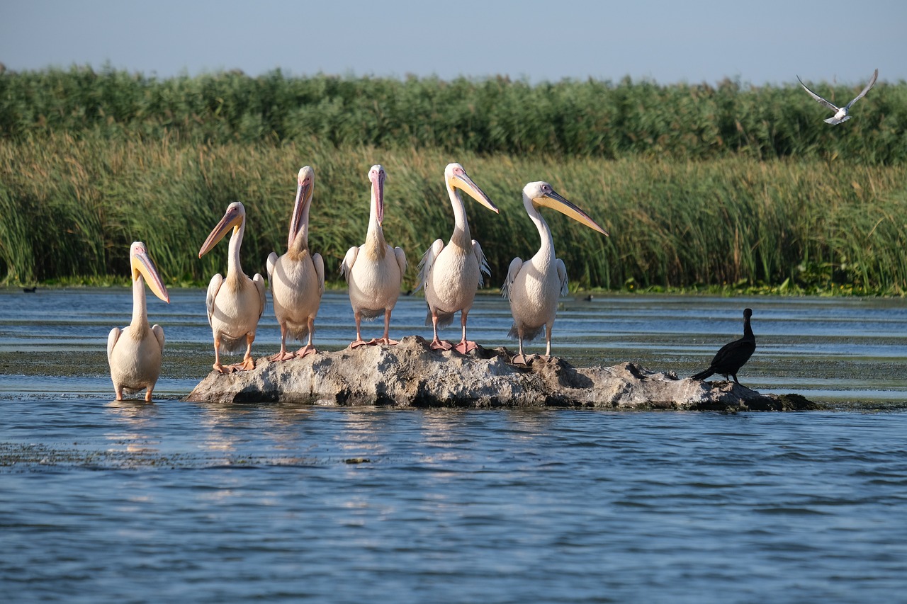 a group of pelicans standing on a rock in the water, a photo, by Istvan Banyai, shutterstock, marshes, stock photo