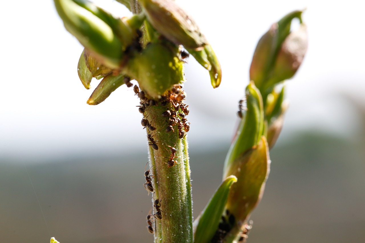 a close up of a plant with ants on it, a macro photograph, morning light showing injuries, stacked image, buds, above side view