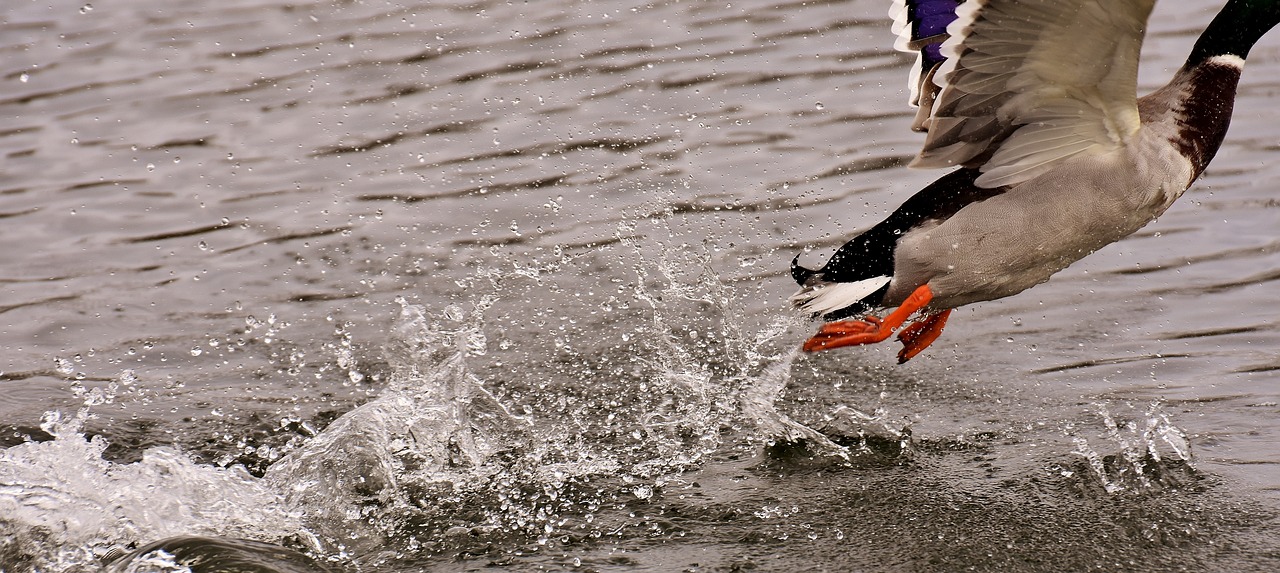 a duck flying over a body of water, a photo, by Jan Rustem, splash of color, canines sports photo, white and orange, wet feet in water