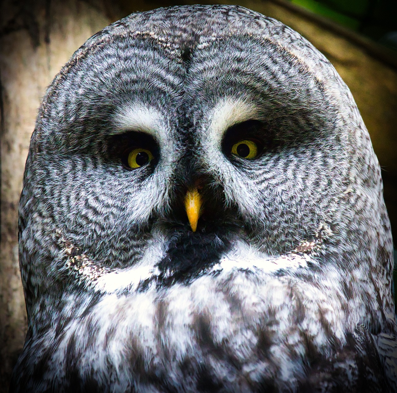 a close up of an owl's face with yellow eyes, a portrait, museum quality photo, color and contrast corrected, eyes in the trees, head slightly tilted