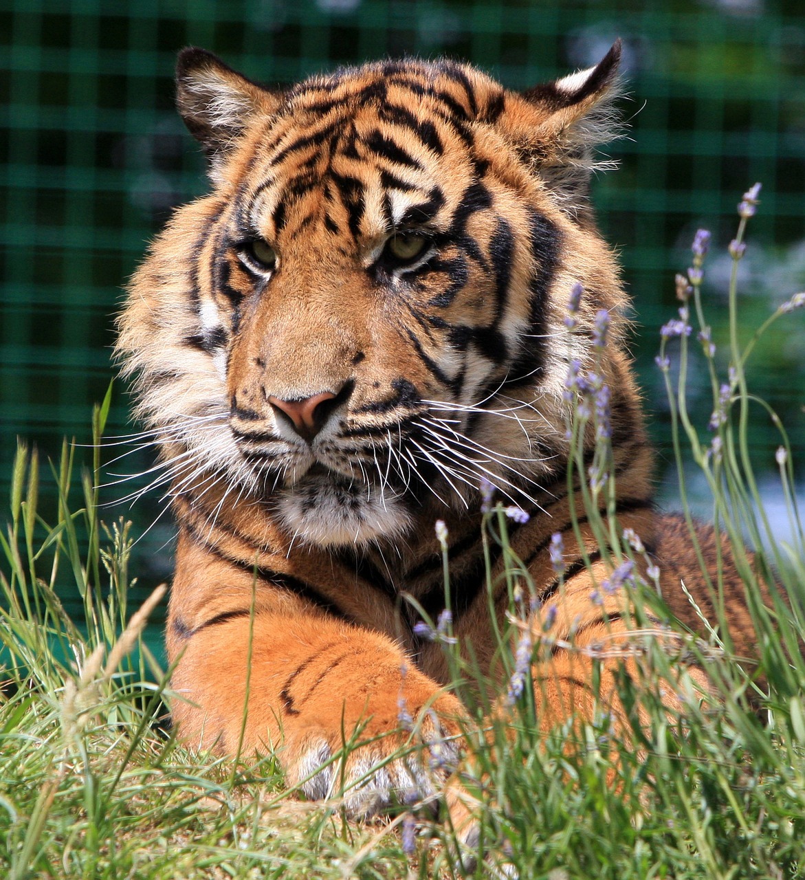 a tiger that is laying down in the grass, a portrait, by Julian Hatton, flickr, version 3, an afghan male type, cutie, elliot alderson