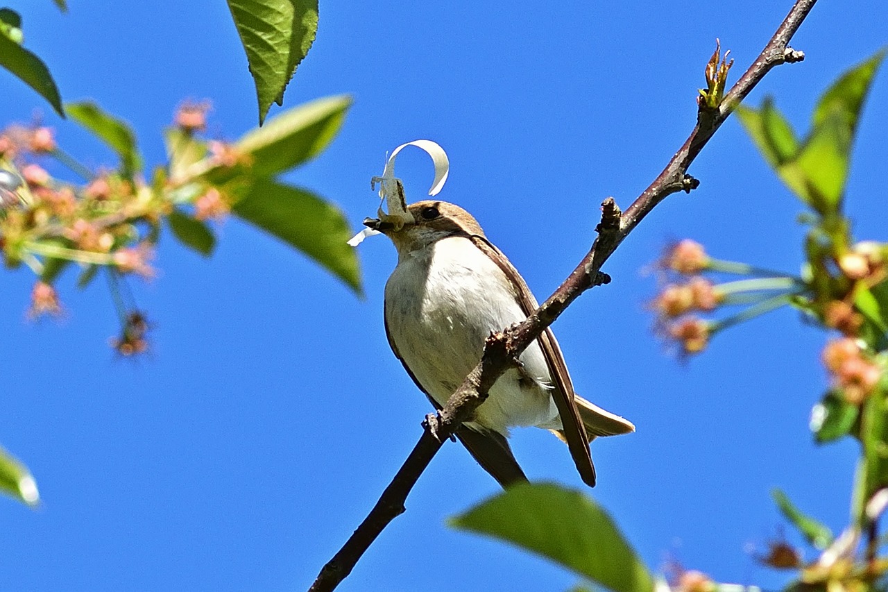 a bird sitting on top of a tree branch, by Jan Rustem, flickr, the straw is in his mouth, brown and white color scheme, wearing a monocle, single horn