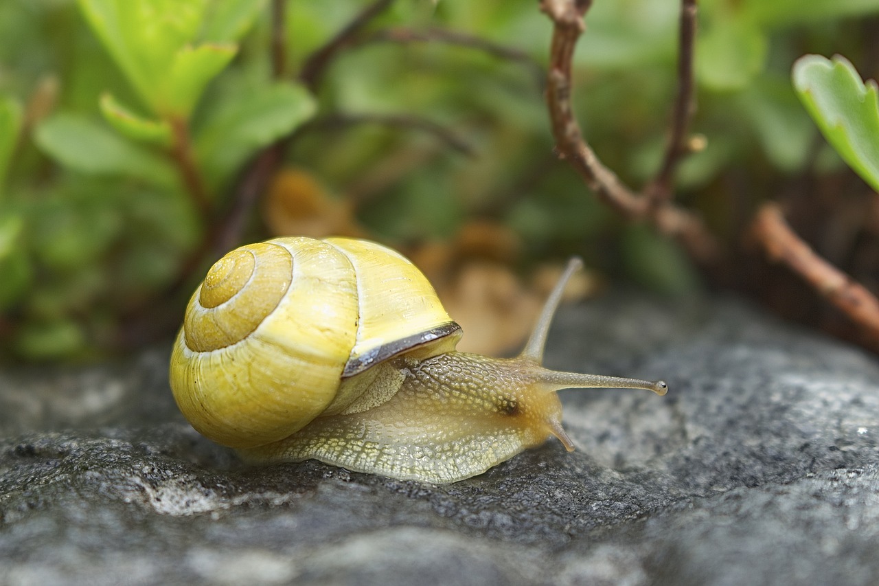 a close up of a snail on a rock, renaissance, lemon, outdoor photo