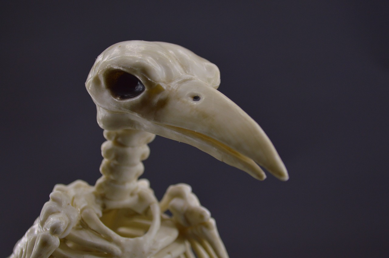 a close up of a skeleton of a bird, a portrait, by Muirhead Bone, posable pvc, closeup - view, version 3, closeup photo