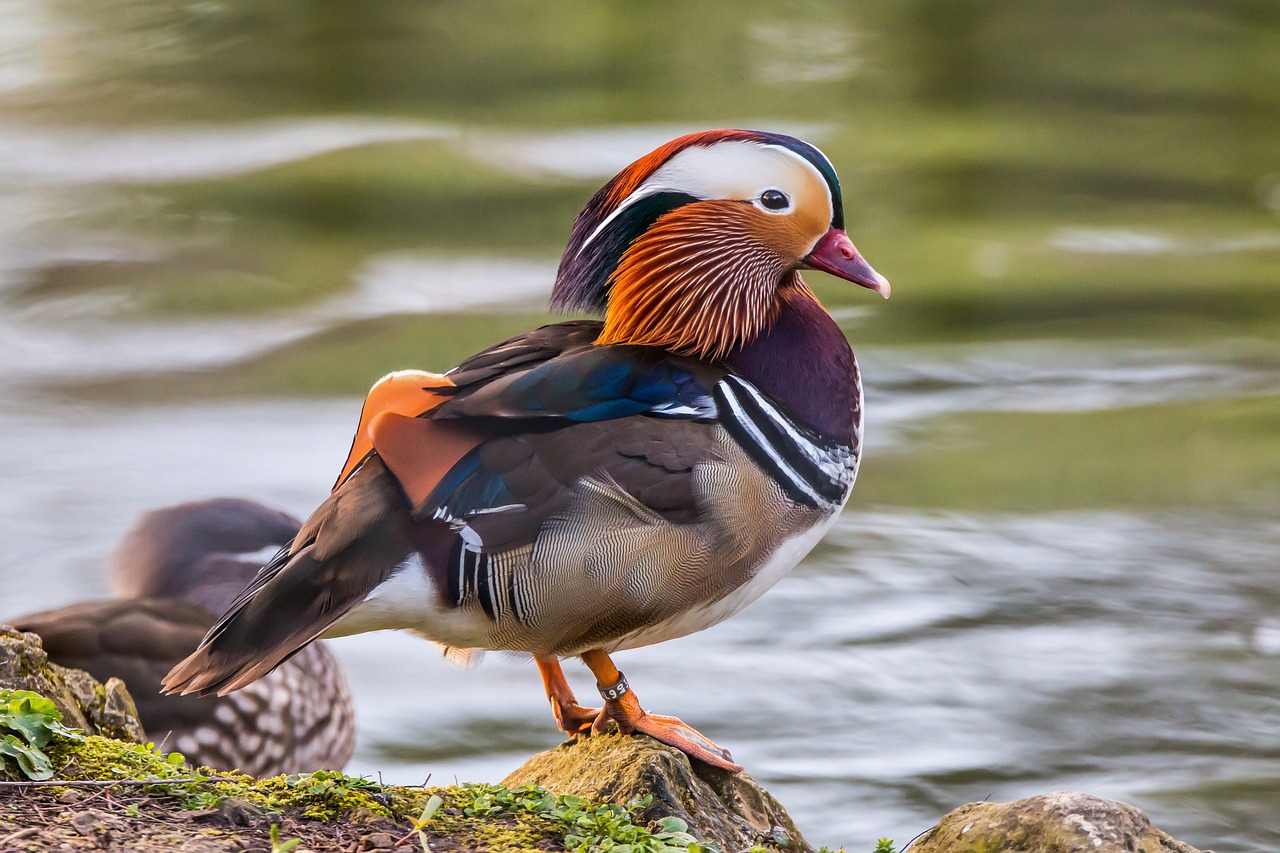 a close up of a bird on a rock near a body of water, inspired by Jacob Duck, shutterstock, baroque, dressed in colorful silk, the macho duck, full body close-up shot, full faced