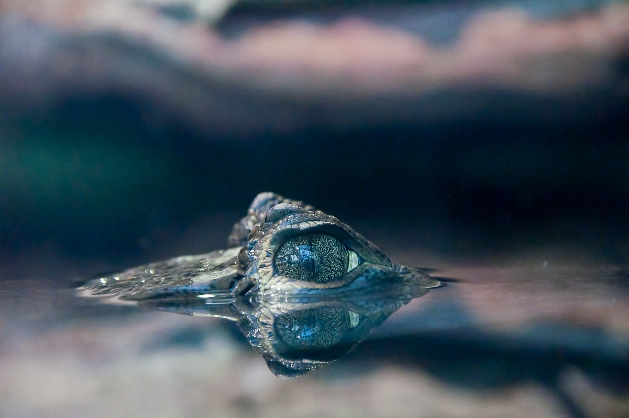 an alligator's eye is reflected in the water, by Matt Stewart, shutterstock, taken in zoo, stingray, looking cute, photo taken with nikon d 7 5 0
