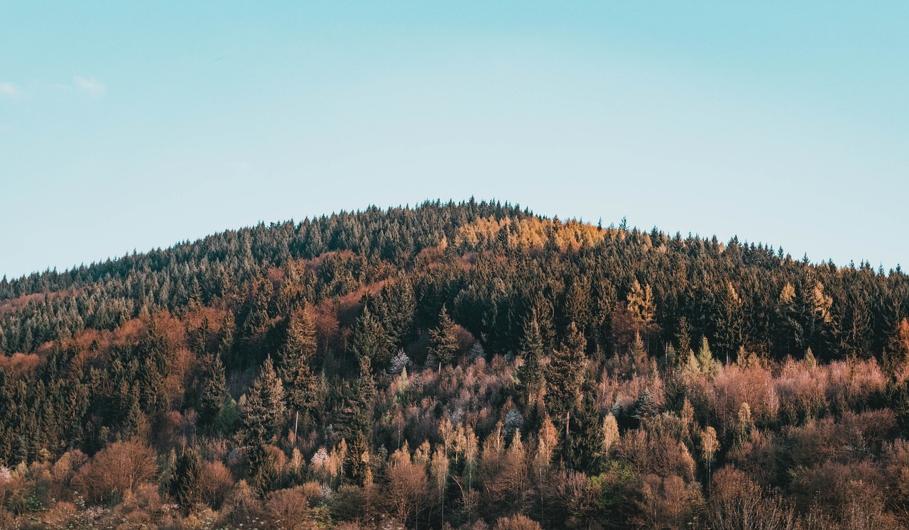 a herd of cattle grazing on top of a lush green hillside, a picture, by Matthias Weischer, pexels, figuration libre, withering autumnal forest, 4k vertical wallpaper, lush winter forest landscape, wallpaper - 1 0 2 4