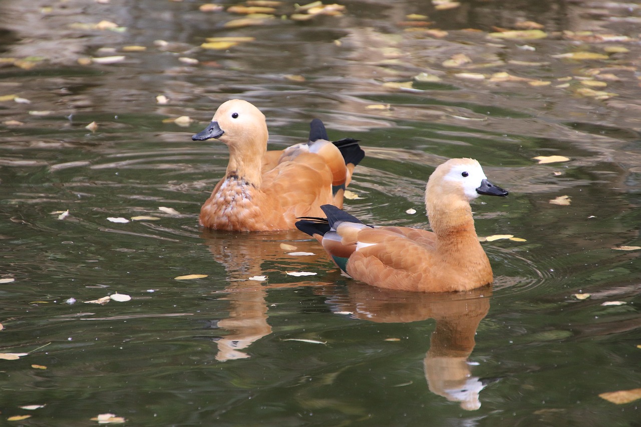 a couple of ducks floating on top of a body of water, baroque, daoshu, family photo, october, caramel