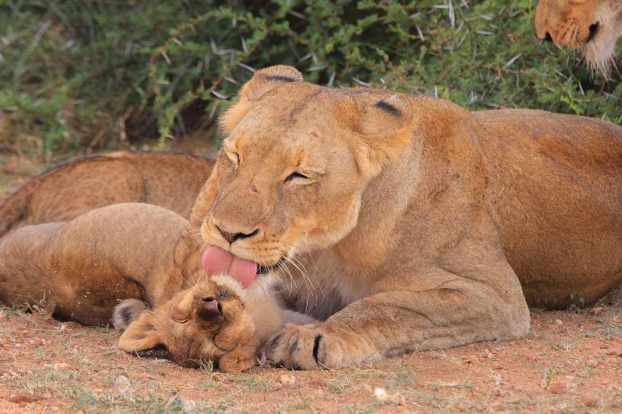 a couple of lions laying down next to each other, by Dietmar Damerau, shutterstock, dau-al-set, with chicks, samburu, licking tongue, high quality product image”