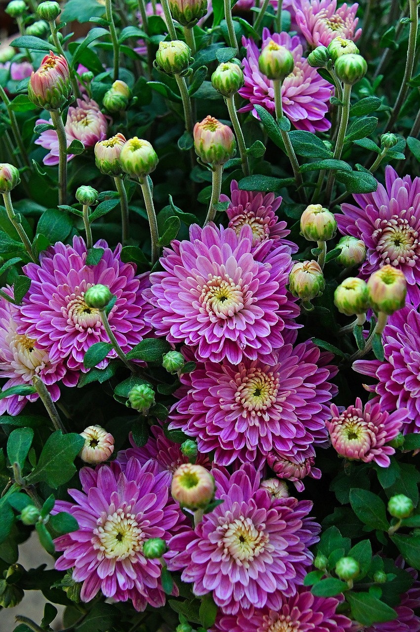 a close up of a bunch of purple flowers, a picture, by Jan Rustem, chrysanthemum eos-1d, lush garden leaves and flowers, high quality product image”