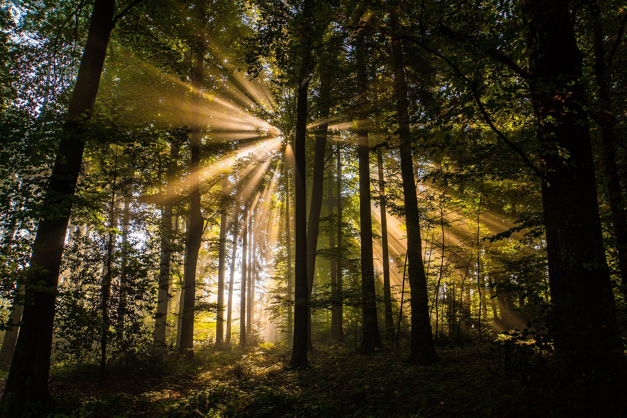 the sun shines through the trees in the woods, a picture, by Juergen von Huendeberg, shutterstock, rays of god, dawn, stock photo