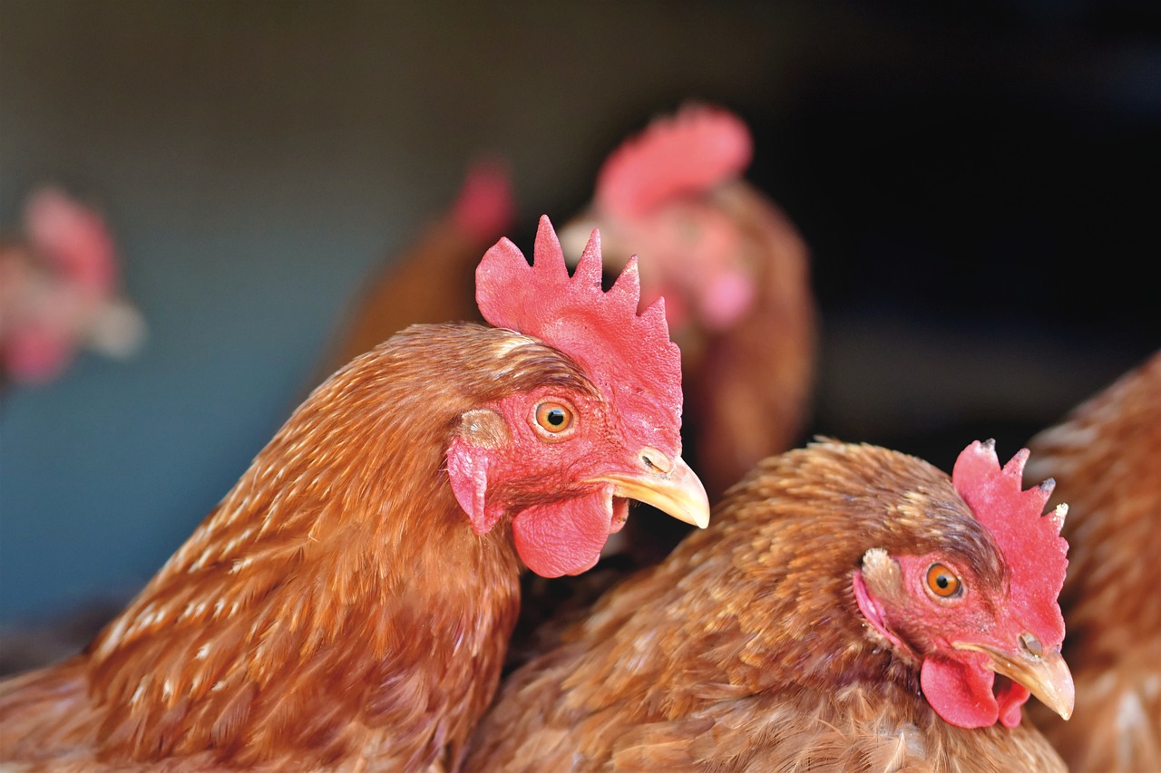 a group of chickens standing next to each other, a portrait, shutterstock, closeup at the food, journalism photo, reddish, close - up