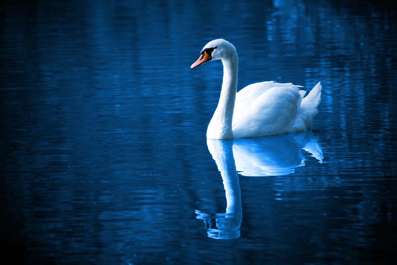 a white swan floating on top of a body of water, a picture, by Hans Schwarz, shutterstock, blue reflections, computer wallpaper, strong contrast, dressed in blue