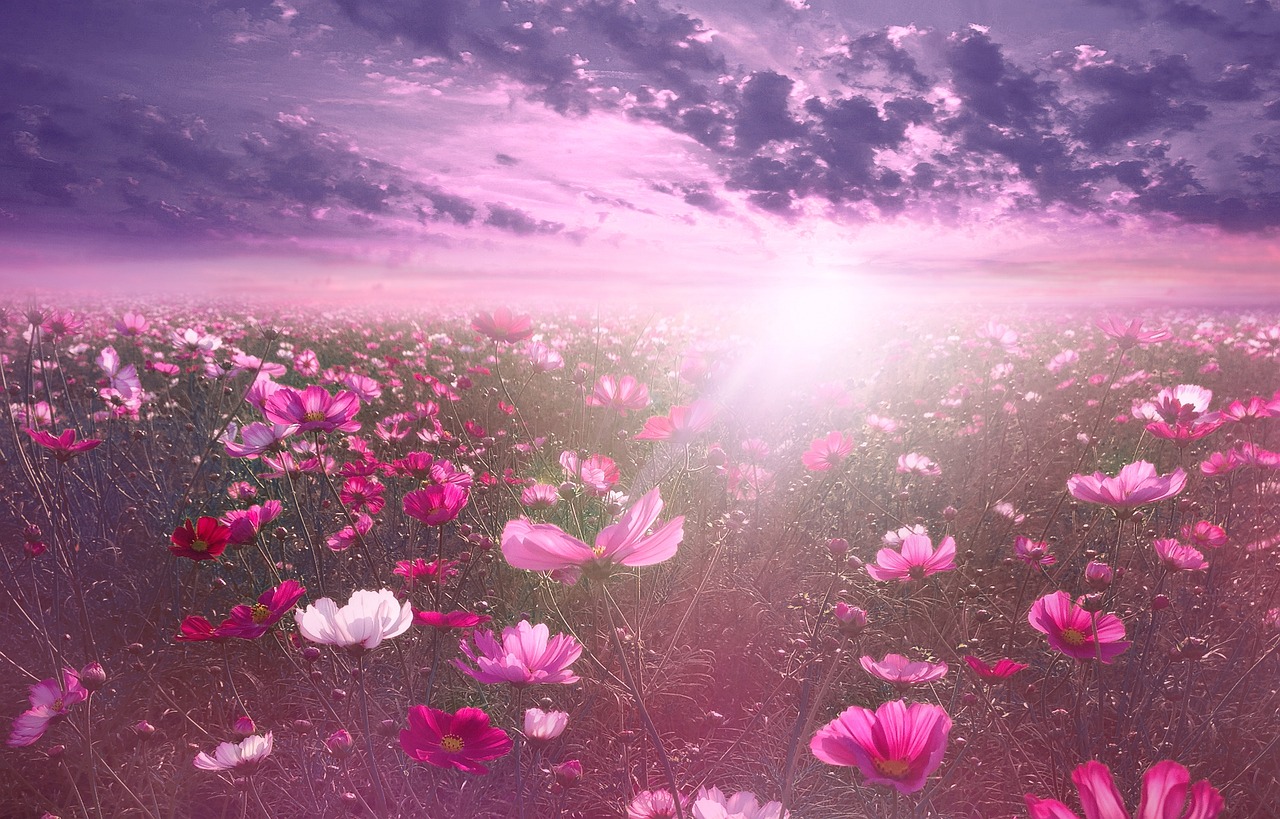 a field of pink flowers under a cloudy sky, digital art, inspired by Igor Zenin, cosmos in the background, few sun rays, very beautiful photo, iphone background